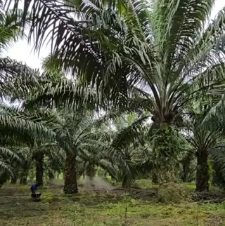 Petani Kelapa Sawit di Merangin dan Bungo Dambakan Pendirian PKS