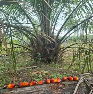 Kaltim Perkuat Kemitraan, Apkasindo: Masih Banyak  Perusahaan Enggan Bermitra Dengan Petani Swadaya