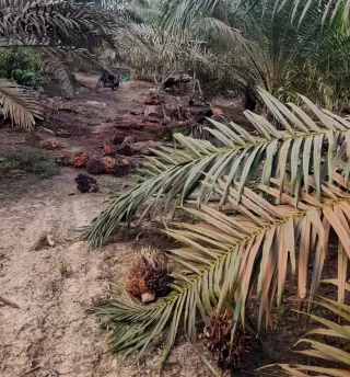 Resmi! Mahkota Group Serahkan 68,33 Hektare Lahan Sawit ke Satgas PKH