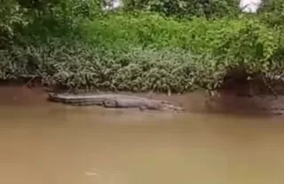 Buaya Muara Muncul, Hebohkan Warga Langkat dan Viral di Medsos