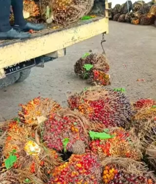 Program B50 Kabar Baik, Apkasindo Sebut Bakal Tingkatkan Harga Sawit Petani