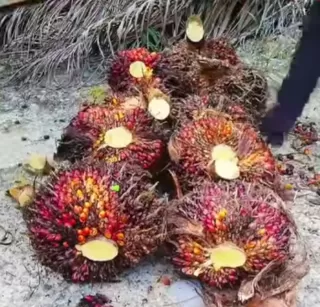 CPO dan TBS Sawit Mitra Plasama Kompak Naik Pekan Ini di Riau, Ini Harganya per Kilogram