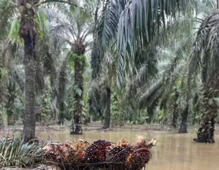 Ups! Mayoritas Petani Sawit Belum Punya Data Geolokasi dan Dokumen Sah
