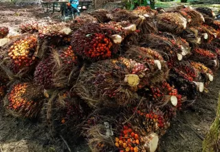 Komoditas Sawit Dongkrak Penerimaan Bea Keluar Tembus Rp21,4 Triliun