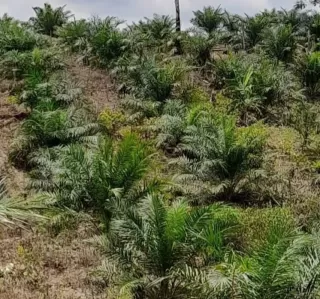 Nyata! PalmCo: Industri Sawit Bisa Seirama dengan Areal Konservasi Tinggi Hingga Satwa Langka