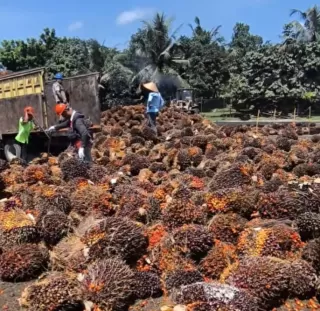 Minyak Kelapa Sawit Inovator Industri Migor Nusantara