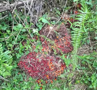 Turun Rp70,86 per Kg, Harga TBS Kelapa Sawit Swadaya Dibanderol Rp3.627 per Kg di Riau