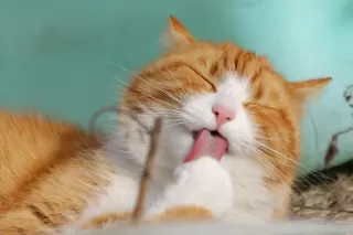 Cara Kucing Cepat Gemuk dengan Wet Food Bernutrisi