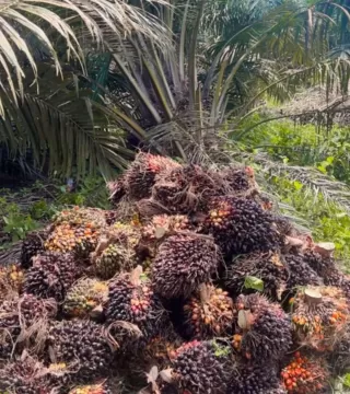 Kala Industri Sawit Capai Titik Jenuh di Sumut, Pengamat Sebut Investor Baru Sulit Masuk