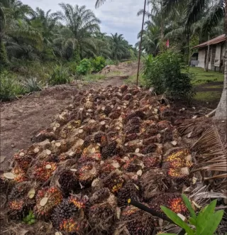 UT Perkuat Kerja Sama Nasional Mulai Sekolah Vokasi hingga Anak Petani Sawit