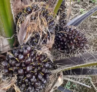 Harga TBS Sawit Mitra Swadaya Dibanderol Rp3.626,91 Per Kg Sepekan Kedepan di Riau