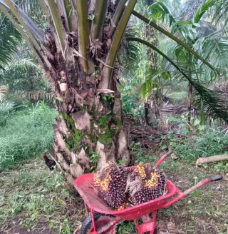 Harga TBS Sawit Swadaya Bervariasi di Sumut, Mulai Rp2.695 Hingga Rp3.480 Per Kg