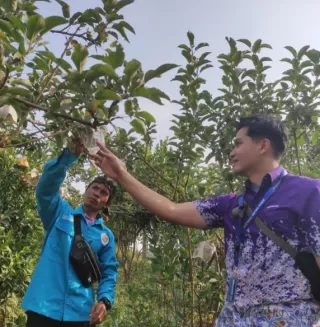 Binus @Malang Kembangkan Inovasi Teknologi Atasi Penyakit dan Hama Apel Manalagi