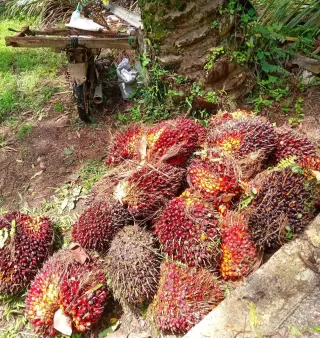 Harga Sawit Hingga Pekan ke 2 November 2025 Ditetapkan di Aceh, Ini Harapan Apkasindo