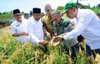 Aceh dan Jambi Tahap Panen, PTPN IV PalmCo Dorong Ketahanan Pangan Lewat Pola Tumpangsari Sawit-Padi