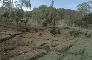 LindungiHutan Buka Lima Lokasi Penanaman Baru, Pangalengan Jadi Titik Penting Reforestasi Jabar