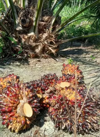 Keunggulan Terjangkau Minyak Sawit Komponen Penting Ketahanan Pangan Global
