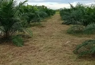 Kontribusi Positif Industri Sawit Topang Pembangunan Ekonomi Hijau
