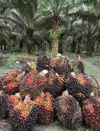 Uji Jalan B50 Mulai Desember, Ini Benar-benar Seius Campuran Solarnya Tak Main-main