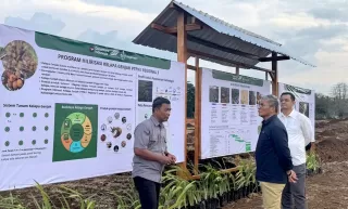 PTPN I Siapkan Banyuwangi Model Kebun Kelapa Genjah Nasional