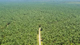 Holding PTPN Perkuat Komoditas Strategis Melalui Replanting 14.000 Hektare PTPN I Regional 2