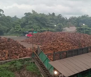 Alamak! Ribuan Istri Pemanen Jadi Buruh Ilegal di Kebun Sawit Besar