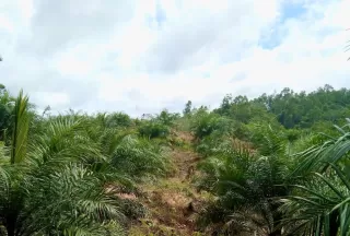Kenali Tiga Generasi Bioenergi Berbasis Kelapa Sawit
