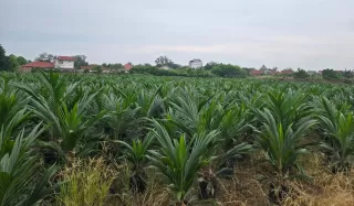 Kontribusi Positif Minyak Sawit Sektor Pendapatan dan Lapangan Kerja di India