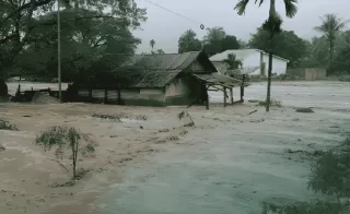 Deforestasi  Picu Kayu Hanyut Saat Banjir di Sumatera, LindungiHutan Serukan Reforestasi Hulu DAS