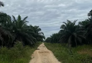 Kelapa Sawit Jalan Keluar Ketimpangan Sosial Ekonomi