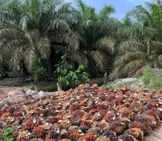 Bukan Komoditas Monokultur Dunia: Minyak Sawit Jawaban Lestarikan Keanekaragaman Hayati