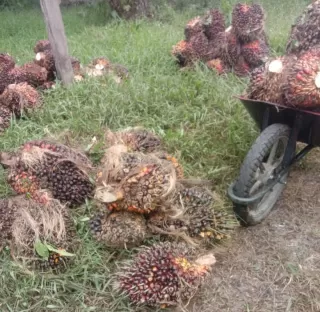 Tentang Manfaat Limbah Padat Kelapa Sawit