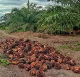 Planting Naturals Digitalisasi 7.224 Petani Rantai Pasok Minyak Sawit Organik Sertifikasi RSPO