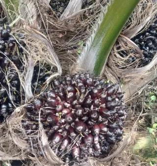 2026, Petani Desak Penetapan Harga TBS Sawit di Banten