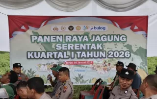 Perkuat Ketahanan Pangan, Pemko Binjai Ikuti Panen Raya Jagung Serentak Nasional