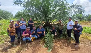 Awal 2026, PTPN IV Regional V Mutasikan Sawit TBM-3 ke TM-1 Seluas 1.119 Hektare