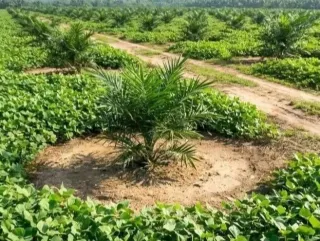 Vertical Soil Health Penting Tekan Ganoderma dan Pulihkan Produktivitas Sawit