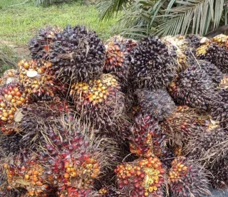 Harga TBS Sawit Naik Sentuh Angka Rp2.860 Per Kg di Aceh Jaya