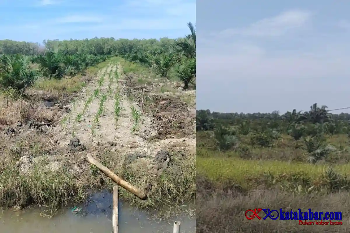 Alih Fungsi Hutan Lindung di Langkat Imbas Lemahnya Pengawasan DLHK Sumut