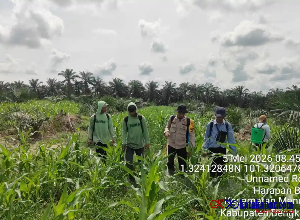 Polsek Mandau Fokus Perawatan dan Pengendalian Gulma Tanaman Jagung di Bathin Betuah