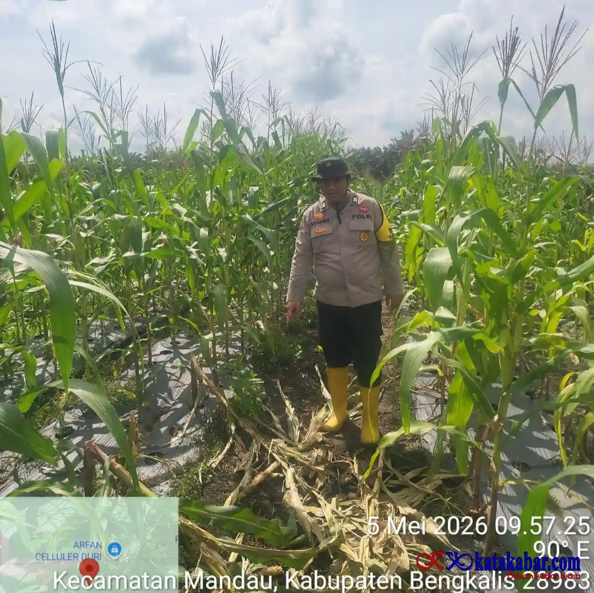 Program 100 Hari AC Presiden RI, Kapolsek Mandau Lihat Tanaman Jagung Seluas 2 Hektar di Rejosari