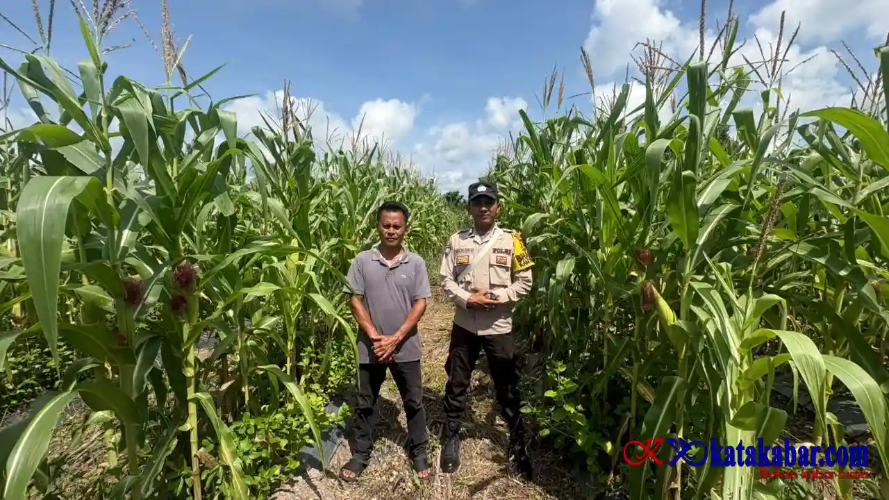 Dukung Ketapang Nasional, Bhabinkamtibmas Polsek Merbau Cek Lahan Jagung di Bagan Melibur