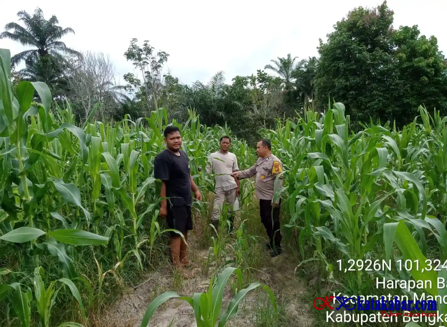 Kolaborasi Polsek Mandau Dukung Asta Cita Presiden RI Tanam Jagung Pipil di Harapan Baru