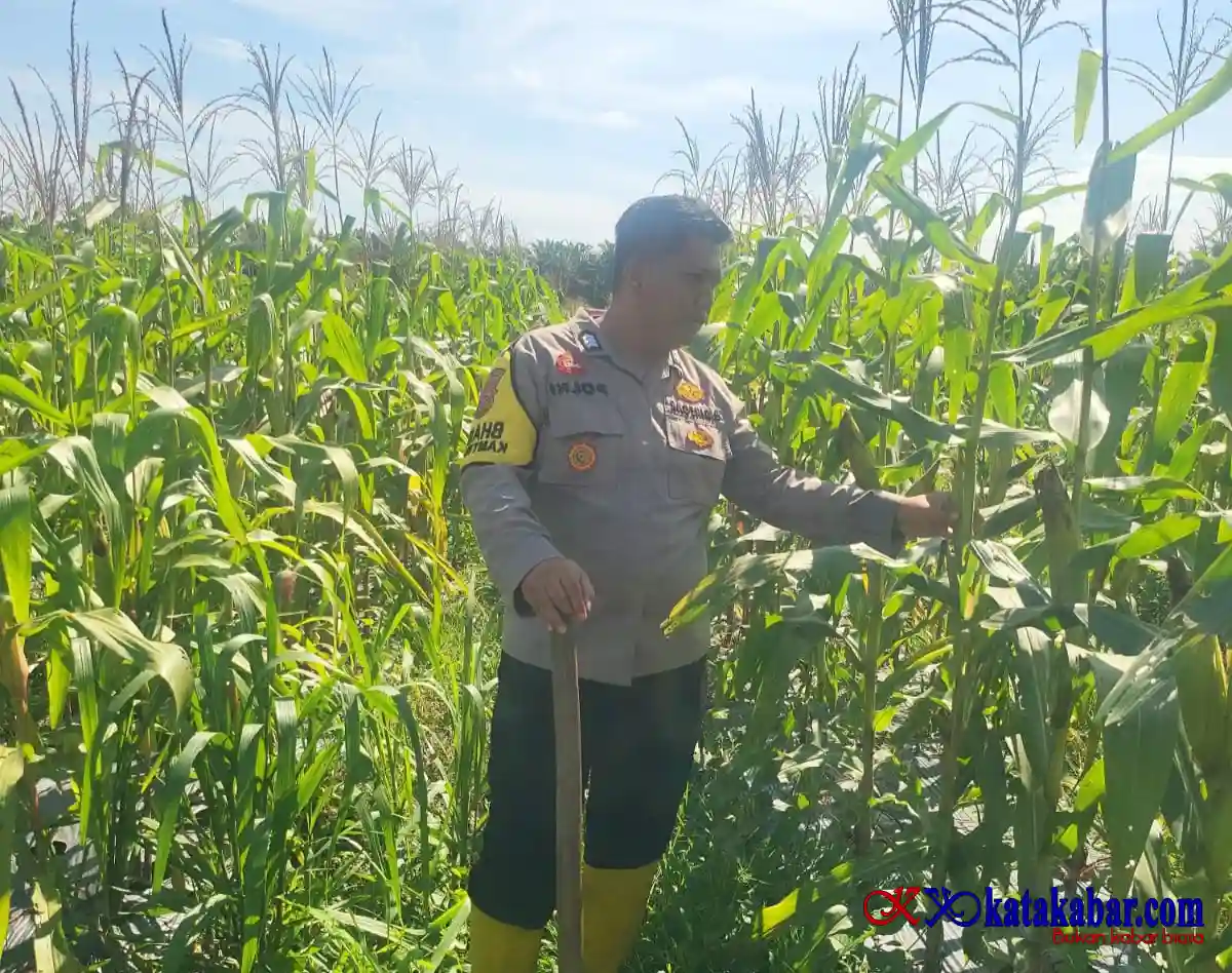 Polsek Mandau Lihat Lahan Persiapan Panen Raya Jagung Program 100 Hari Asta Cita Presiden RI di Rejosari