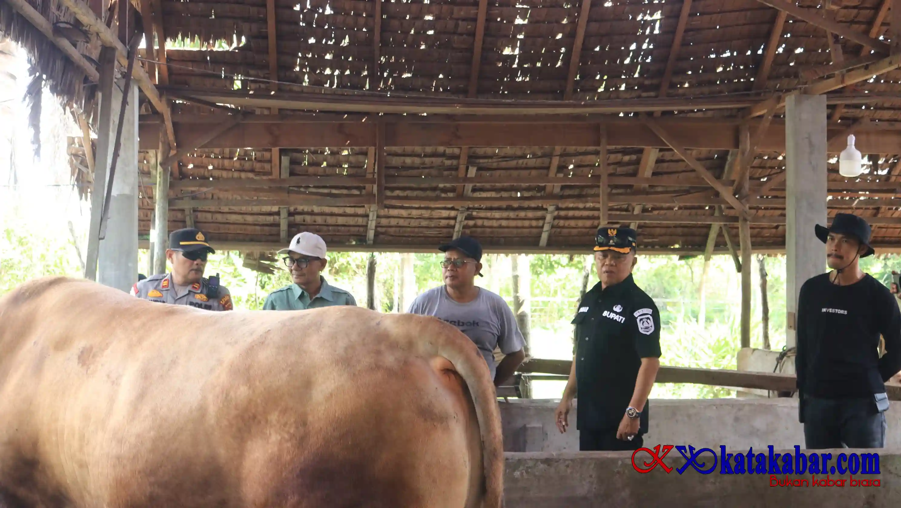 H Asmar Tinjau Sapi Kurban Bantuan Presiden RI Buat Warga Kepulauan Meranti
