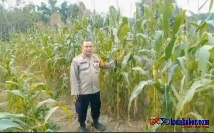 Siap-siap! Polsek Mandau Bakal Panen Raya Jagung di Sinar Langkat Harapan Baru