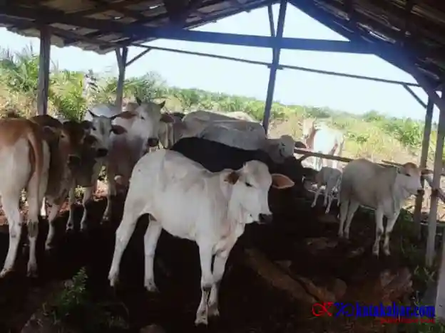 Korban Dugaan Pencurian Ternak di Labuhanbatu Bantah Ada Perampasan oleh Aparat