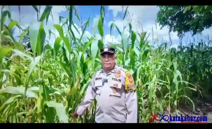 Pak Bhabin Singgah, Mau Kemana? Cek Penanaman Jagung Mas di Sinar Langkat