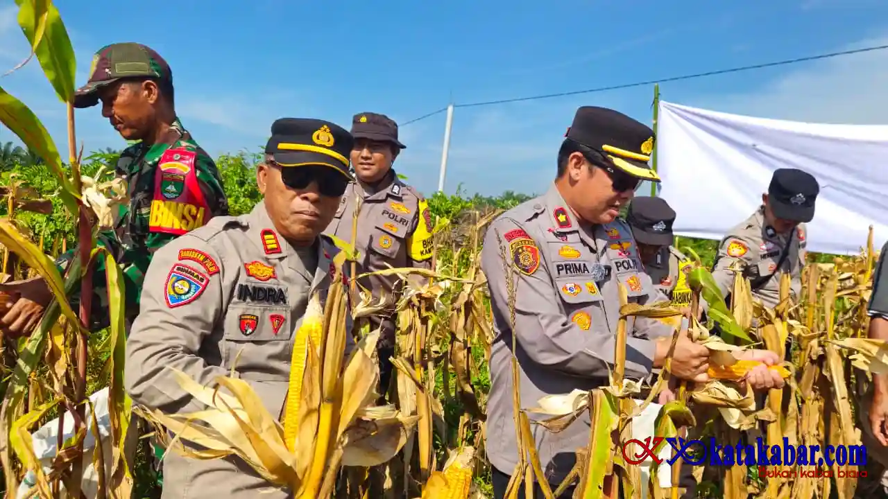 Hasil Memuaskan: Polsek Mandau dan Poktan Panen Raya Jagung di Air Kulim