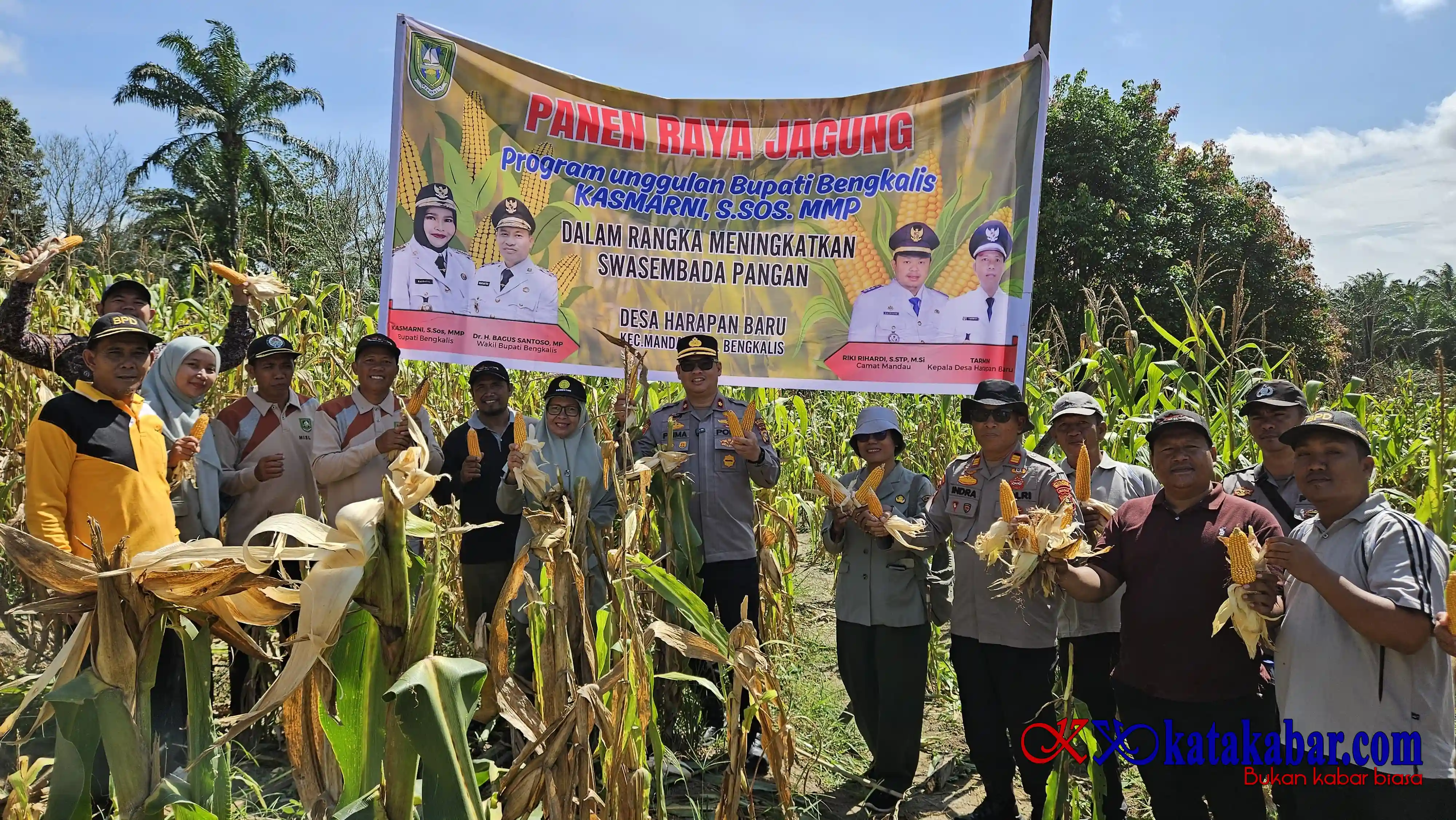 Bersama Poktan: Polsek Mandau Panen Jagung Swasembada Pangan di Harapan Baru